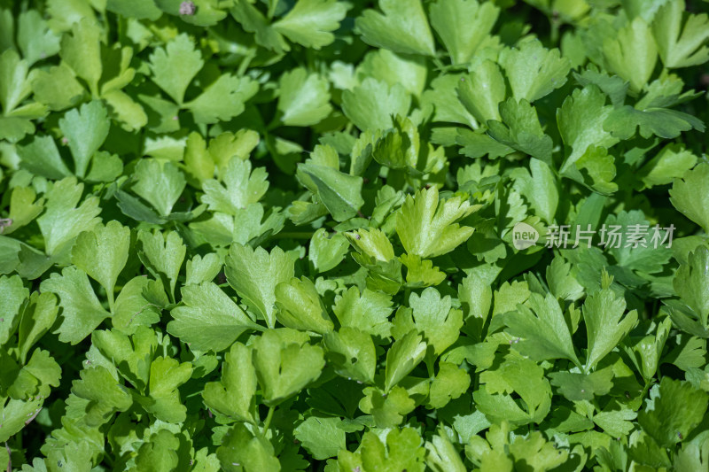 清晨田地里的芹菜