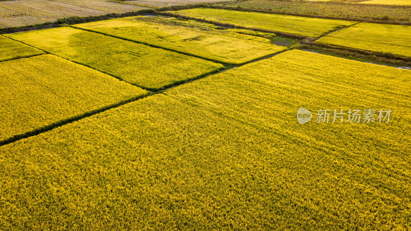 武汉江夏区法泗镇夕阳下的大片稻田