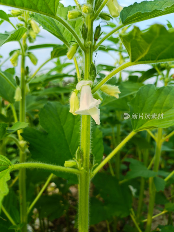 夏天成熟的芝麻籽苗杆植物特写自然