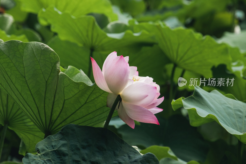 夏季荷花开放特写镜头