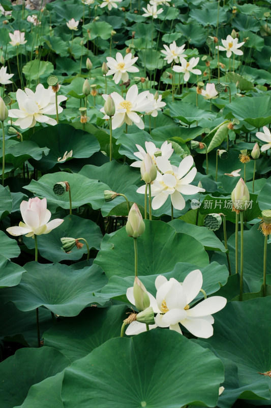 北京莲花池公园荷花