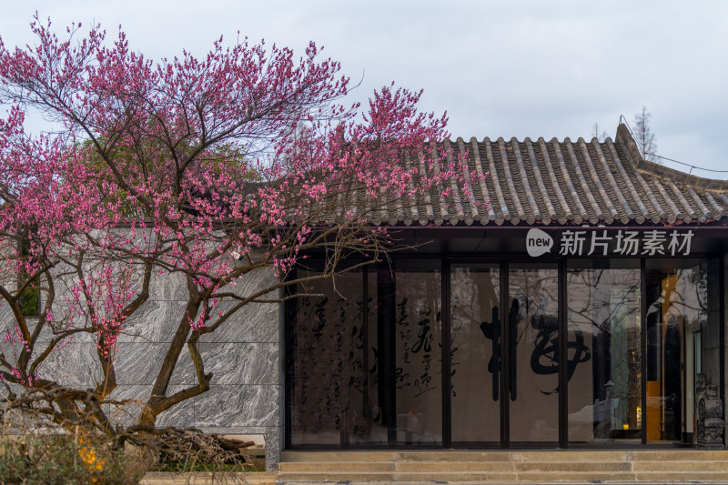 中式建筑旁盛开的梅花