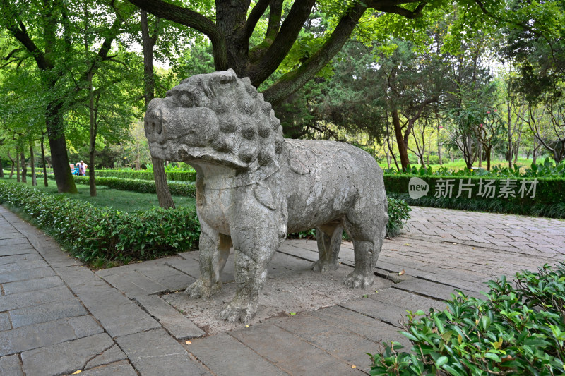 南京钟山明孝陵景区石像路夏季狮子