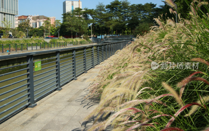 河涌碧道