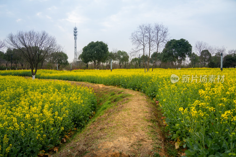 油菜花花海