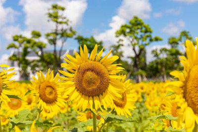 夏天向日葵花海