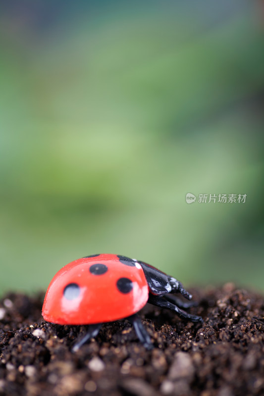 觅食的七星瓢虫