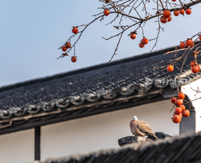 苏州北寺塔地铁站白墙黛瓦柿子树