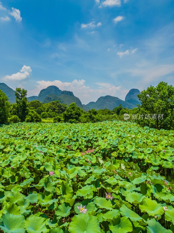 桂林的夏季荷塘风光