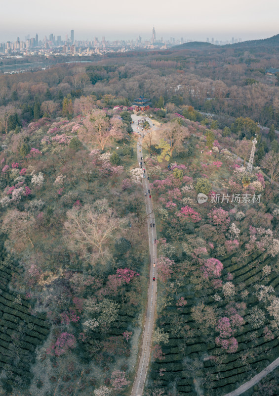 城市远景下的多彩山林，南京梅花山梅花盛开