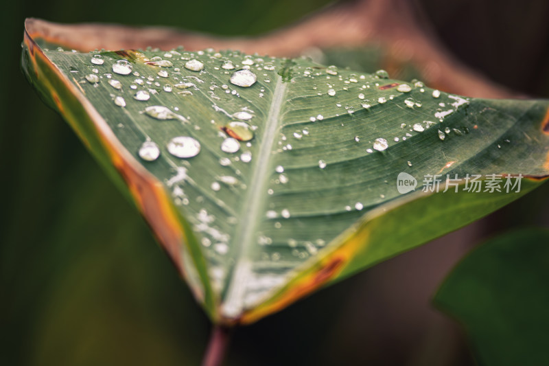 雨后绿叶上的水珠