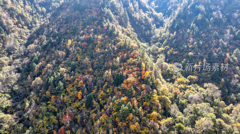 四川阿坝理小路的山区秋日风景