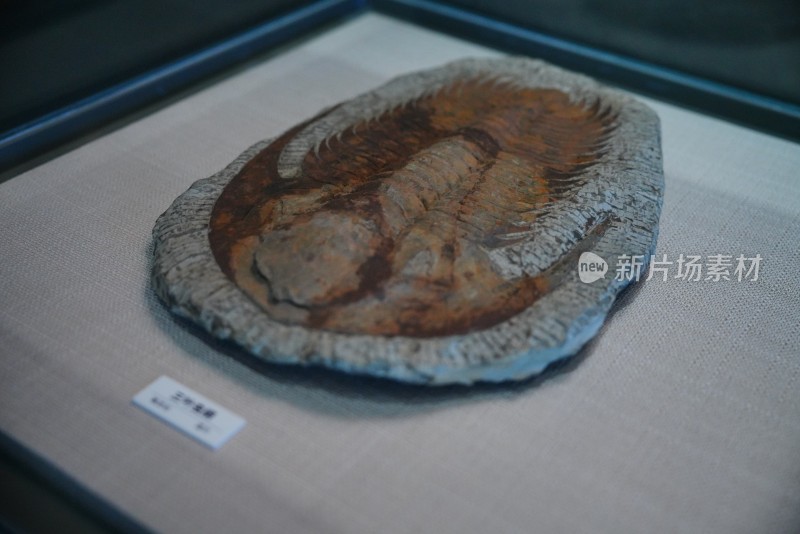 海洋知识科普展览的三叶虫化石