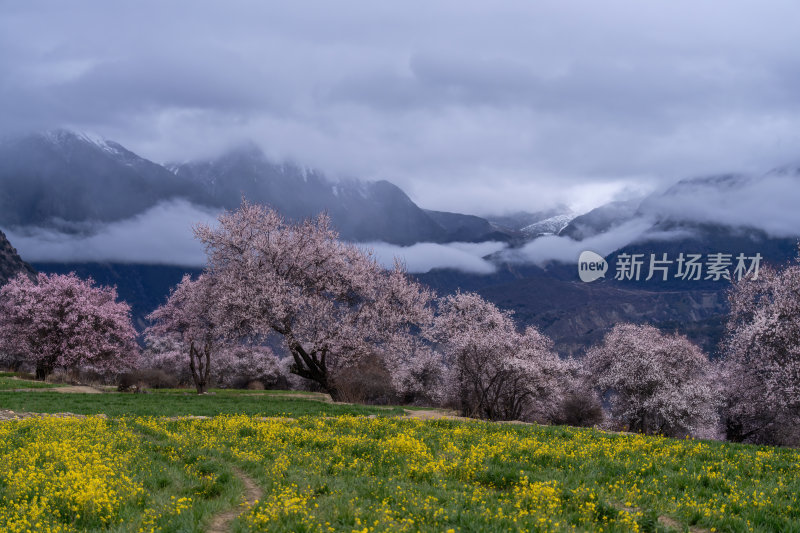 西藏林芝索松村南迦巴瓦峰雪山云海之巅