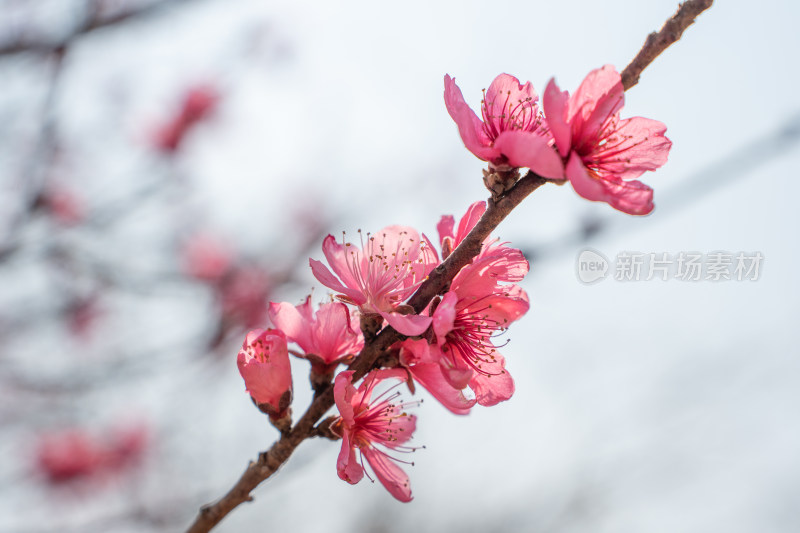 春天阳光唯美小清新花花开花桃花立春桃花