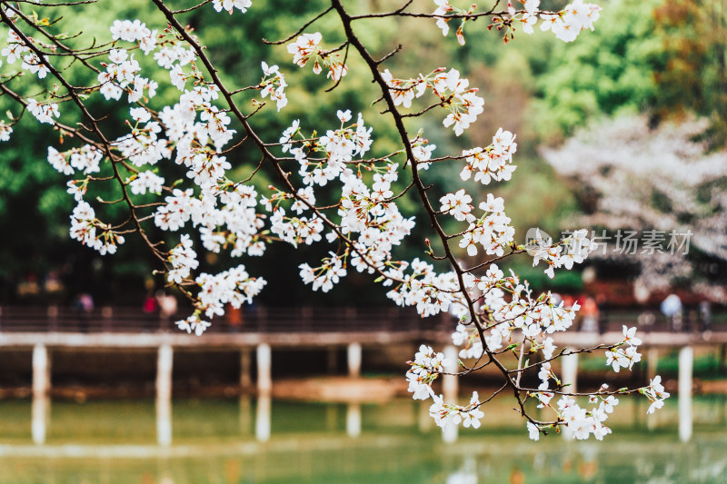 长沙湖南省植物园吉野樱花