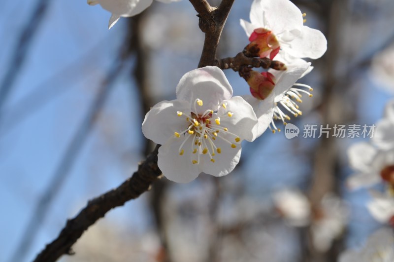 枝头绽放的白色杏花特写