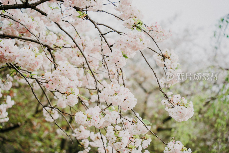 武汉东湖樱花园