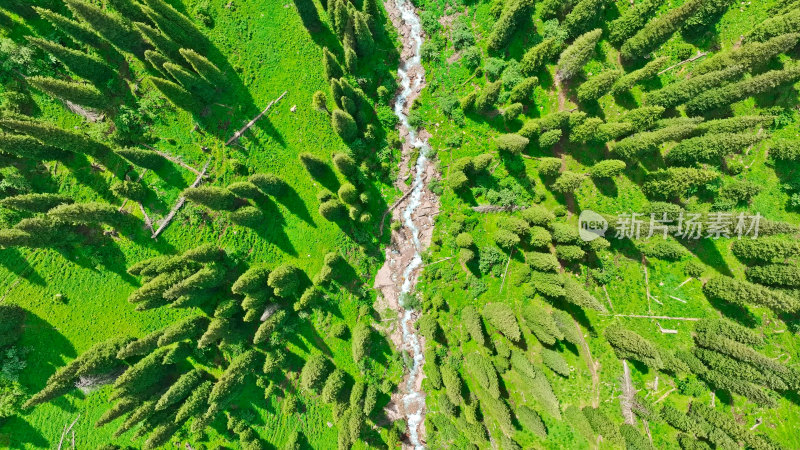 新疆那拉提草原针叶林河流航拍