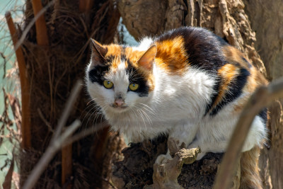 流浪三花猫