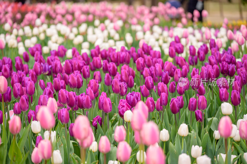 郁金香花海