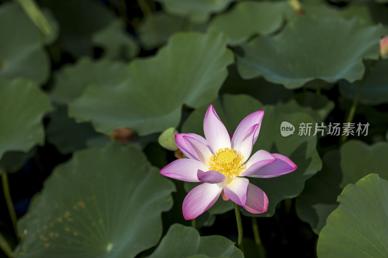 夏季公园荷塘荷叶丛中荷花特写