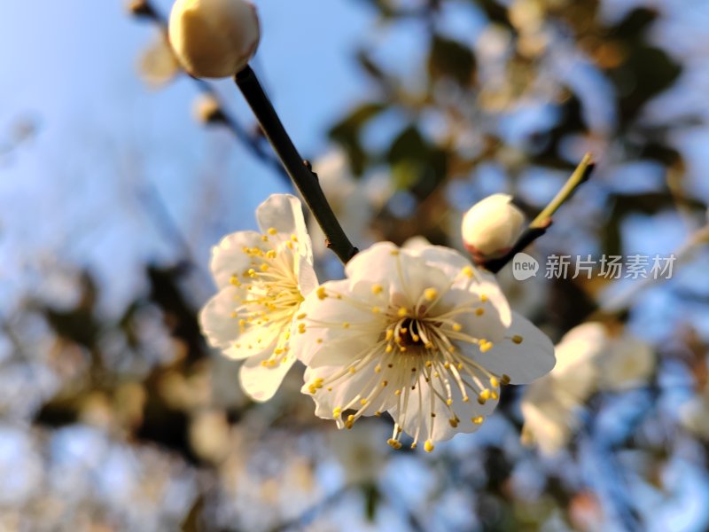 枝头绽放的白色梅花特写