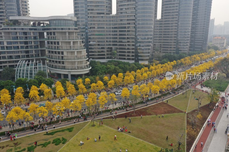 广州黄花风铃盛开市政绿化洲头咀公园航拍