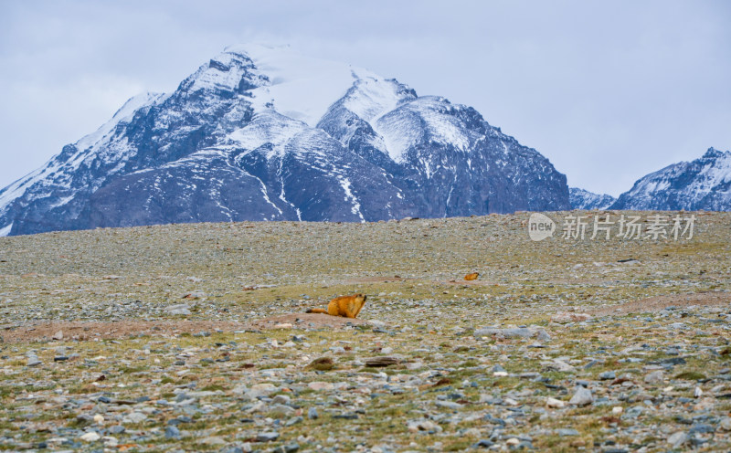 新疆克州帕米尔高原土拨鼠旱獭野生动物