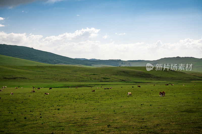 克什克腾旗热阿线草原上的牛马吃草