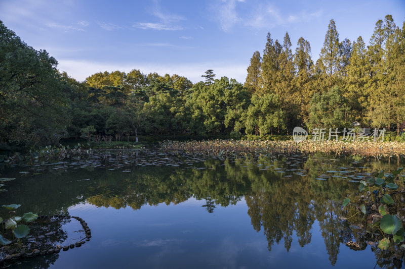 杭州西湖风景区曲院风荷风景