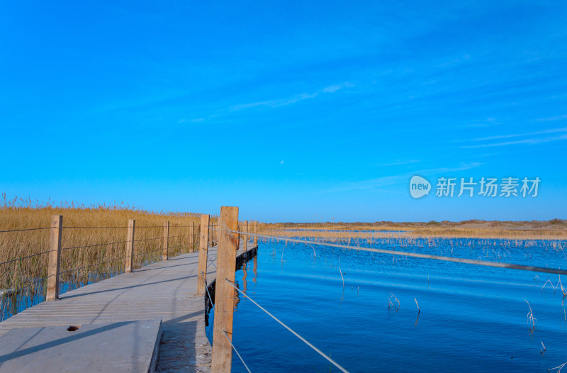 内蒙古额济纳旗居延海景区湖泊芦苇木栈道