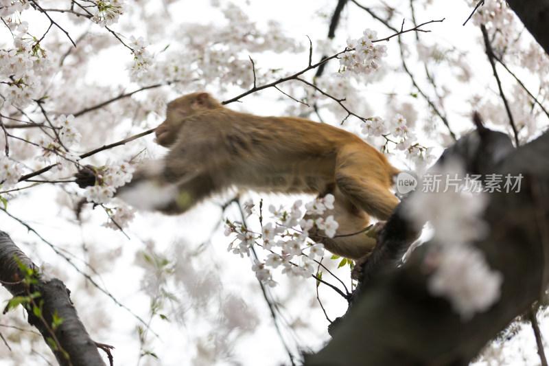 樱花树上可爱的野生猴子