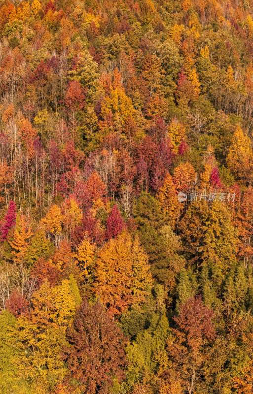 秋天秋叶秋景山林枫叶唯美