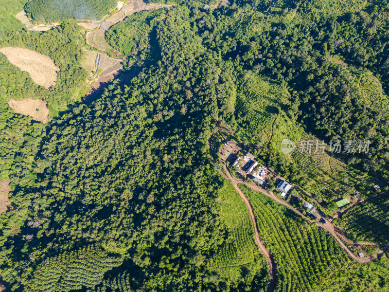 航拍视角下的丛林间越野车营地与植被景象