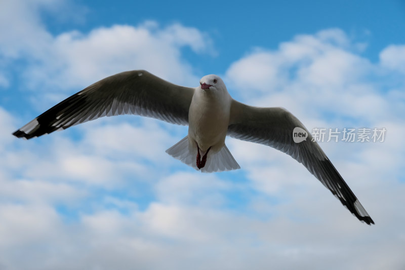 蓝天下展翅飞翔的海鸥