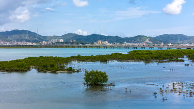 惠州盐洲海洋湿地公园-红树林湿地风光