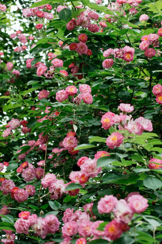 北京国家植物园蔷薇