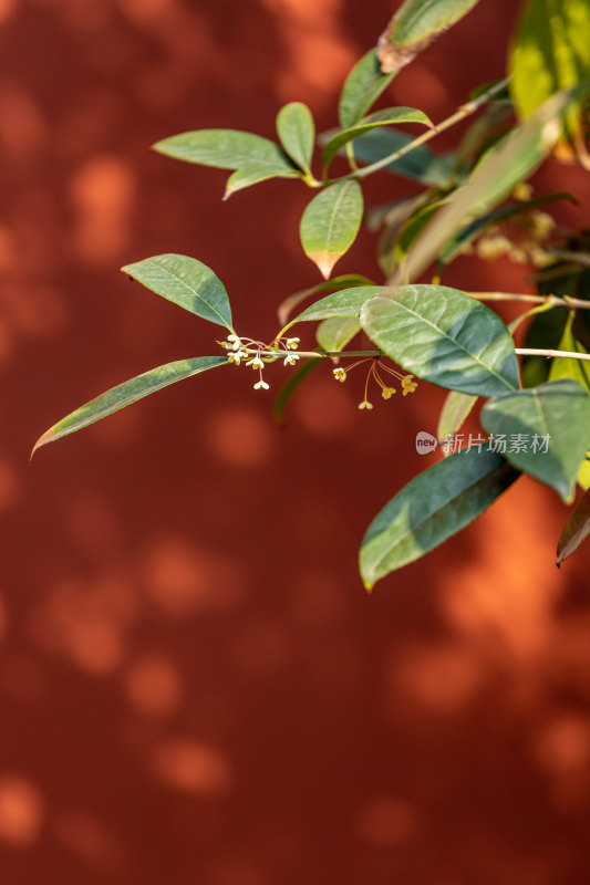 桂花树、桂花