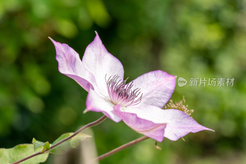 多种品种的铁线莲开花