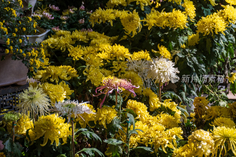 福州西湖公园菊花展