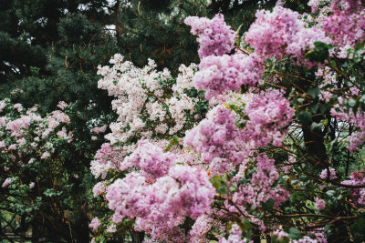 延吉丁香花