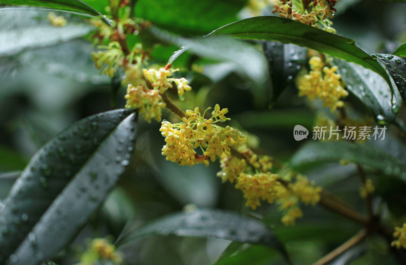 秋天的桂花挂满枝头