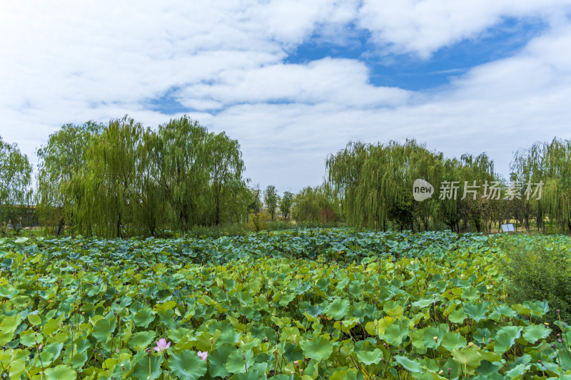 武汉江夏中央大公园风景