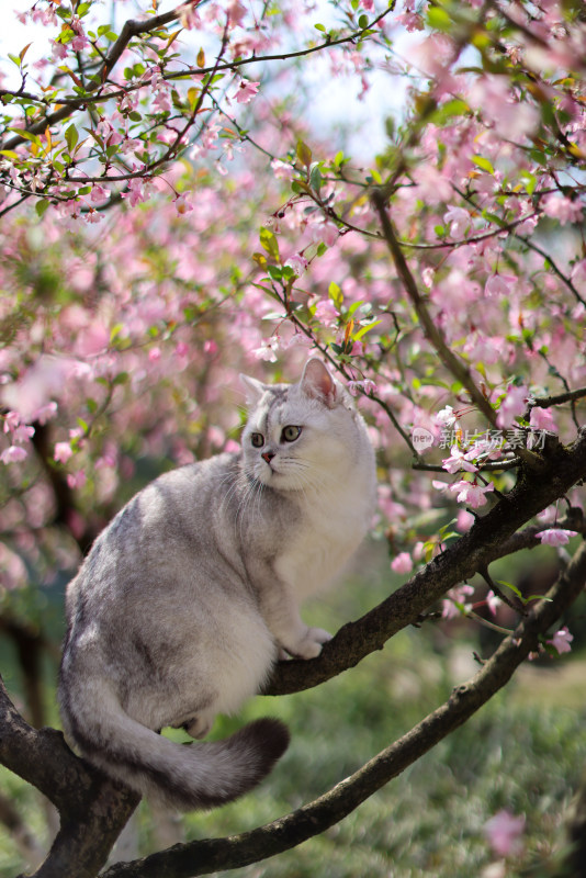 海棠花和英国短毛猫银渐层