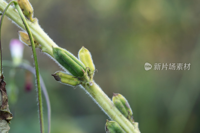 稀疏的芝麻果实挂在枝头