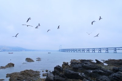 大连跨海大桥的海鸥