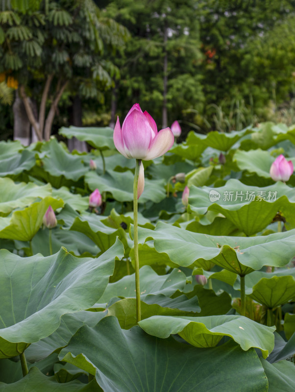 夏日炎炎池塘里盛开荷花随风送来香气