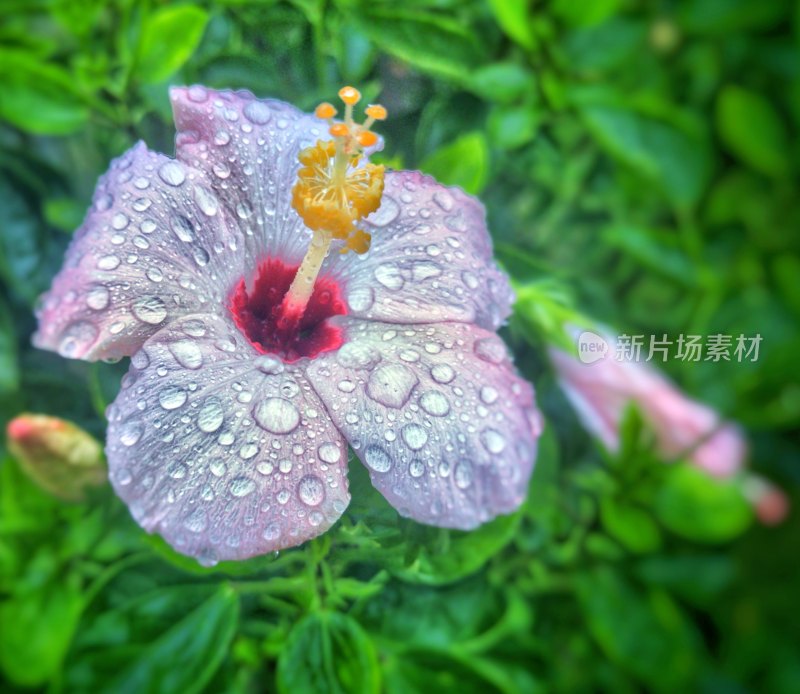 雨中带水珠的花朵