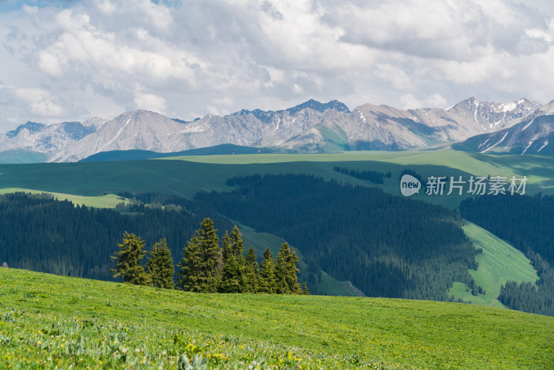 夏天的新疆喀拉峻草原